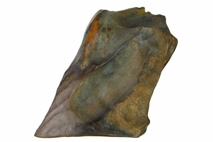 Fossil Triceratops Shed Tooth - Montana #164705
